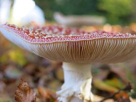 Mushroom in autumn by Kirtah Designs