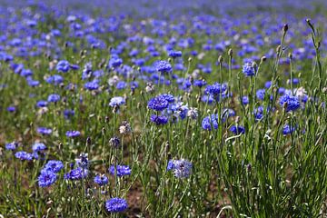 Kornblumen von Karina Baumgart