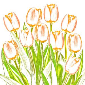 Tulpen uit Holland van Klaartje Majoor