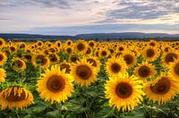 Champ de tournesol