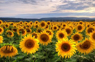 Champ de tournesol sur Steffen Gierok