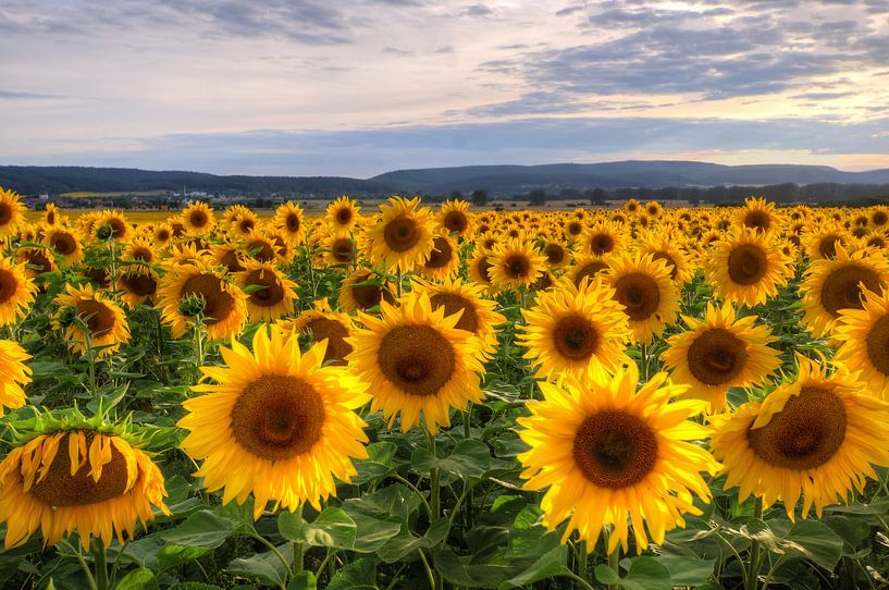 Sunflowersfield by Steffen Gierok