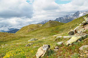 Die Vinschgauer Berge in Südtirol zeigen sich im Frühling mit alpinen Blüten, Wollgras und frischer Berglandschaft. Eine eindrucksvolle Kombination aus Naturvielfalt und alpiner Weite.