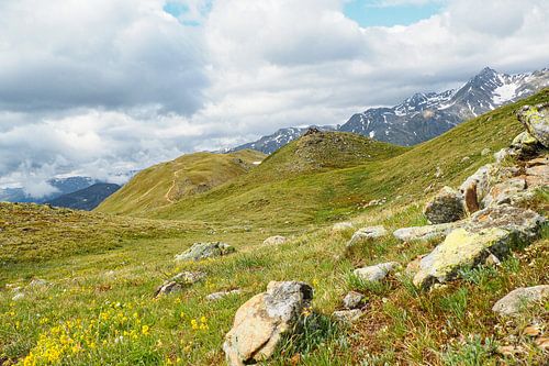 De Vinschgauer bergen in Zuid-Tirol laten zich in het voorjaar zien met alpenbloemen, wollegras en een fris berglandschap. Een indrukwekkende combinatie van natuurlijke diversiteit en alpenweiden.