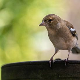 Finch regarde la caméra depuis le bord d'un pot de fleurs. sur Leon Brouwer