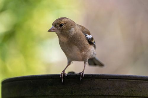 Finch looks into the camera from the edge of a flowerpot