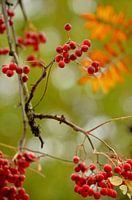 Herfstwandeling