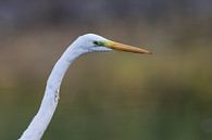 Grote zilverreiger van Jelmer Reyntjes thumbnail