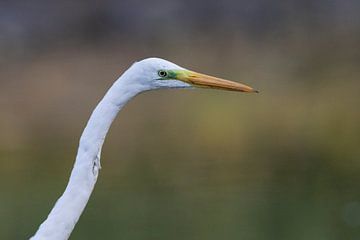 Grote zilverreiger van Jelmer Reyntjes