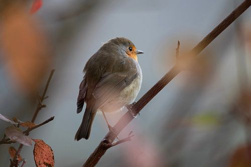 Robin von Ireen Heurman