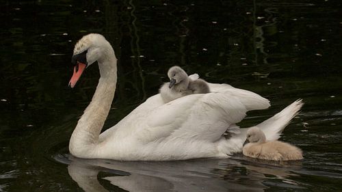 liften