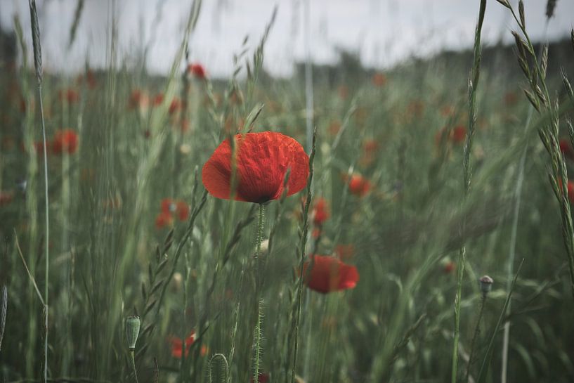 Coquelicot aux pétales rouges par Martin Köbsch