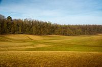 Paysage de prairies vallonnées avec la lisière de la forêt en arrière-plan