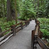 Forêt
