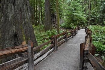 Ein Wanderweg im Cathedral Grove Park im Sommer