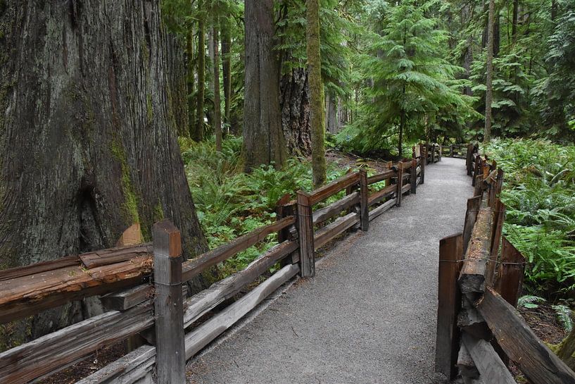 Ein Wanderweg im Cathedral Grove Park im Sommer von Claude Laprise