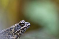 frog side view