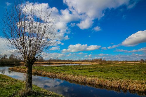 Landschap van een knotwilg bij een sloot in Giethoorn.