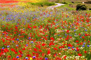 bloemenzee in het Zeeuwse landschap van Els Fonteine