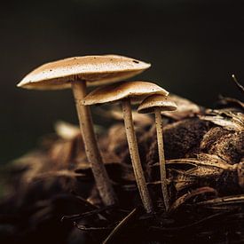 Champignons sur Hans Lunenburg