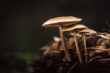 Mushrooms by Hans Lunenburg