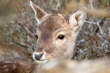 Un cerf avec une tique dans l'oreille sur Selwyn Smeets - SaSmeets Photography