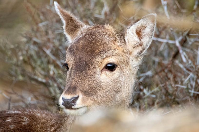 Un cerf avec une tique dans l'oreille par Selwyn Smeets - SaSmeets Photography