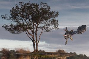 Strijbeekse heide Brabant du Nord, Pays-Bas