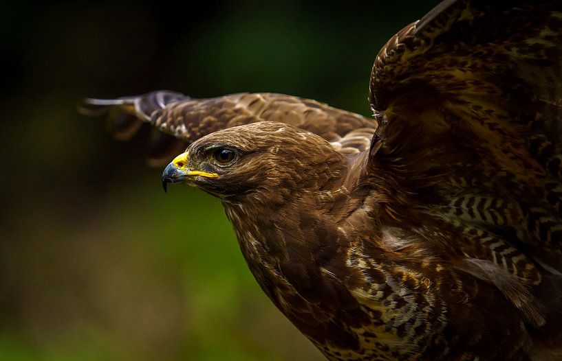 Buizerd van Kim Claessen