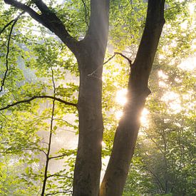 Une belle lumière du soleil qui brille à travers le feuillage. sur Elles van der Veen