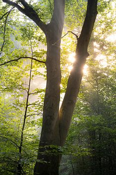 Schönes Sonnenlicht, das durch das Laub scheint