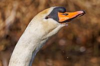 Mute swan