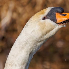 Knobbelzwaan van Andrew Fotografie