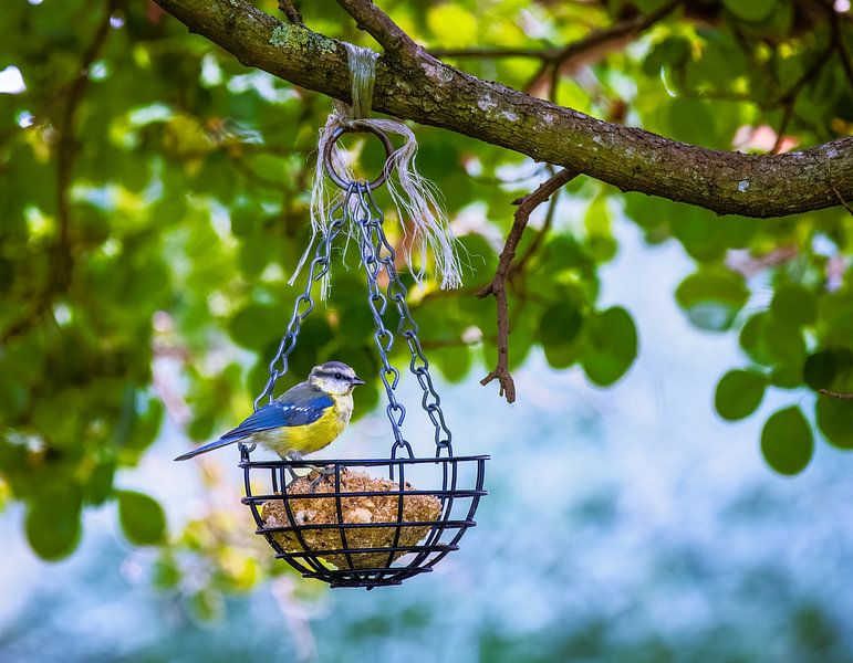 Pimpelmees bij het voederstation in een mand met meesknoedels van ManfredFotos