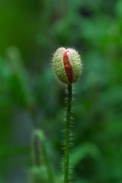 Mohnblume von Rudi Everaert