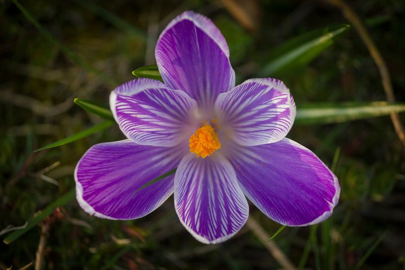 krokus by ton vogels