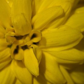 Zomerbloemen van Christer Andersson