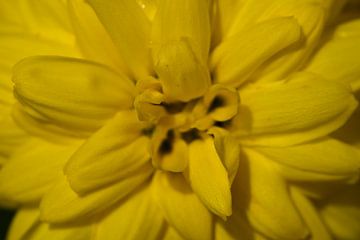 Zomerbloemen