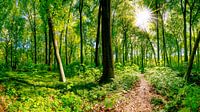 Grüner Wald