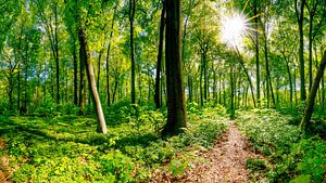 Grüner Wald