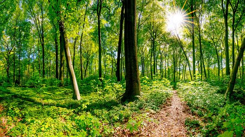 Green Forest by Günter Albers