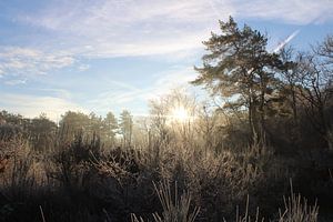 Vroege morgen in de Schoorlse bossen von Kevin Ruhe