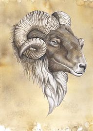 Drenthe-Heidekraut-Schafe von Jasper de Ruiter