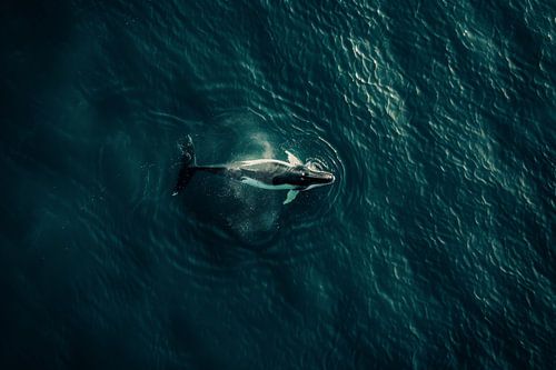 Walvis