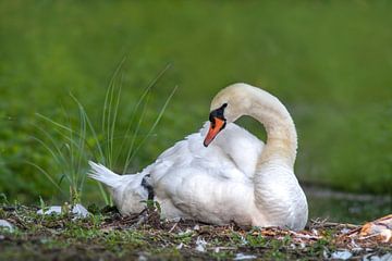 White swan sitting on an island and sunbathing by Mario Plechaty Photography