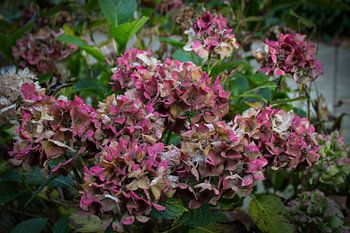 Pink withering hydrangea