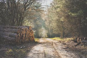Coupe en bois