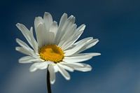 Gewone Margriet