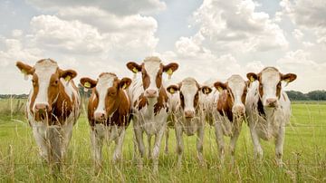 Die Kuh-Bande von Lars van de Goor