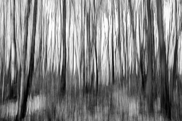The Forest (zwart-wit) van Vincent de Moor